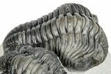 Pedinopariops Trilobite With Partial - Mrakib, Morocco #287719-2